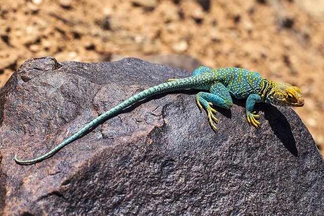 collared-lizard-2275804_640